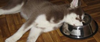 Питание щенка хаски