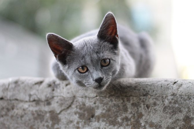 плюсы и минусы силикагелевого наполнителя для кошек