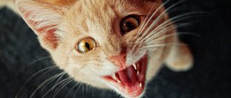 Почему кошка все время мяукает?