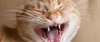 Почему у кота выпали передние зубы?