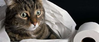 Понос у кошек и котов