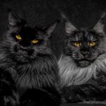 Правила ухода за мейн-куном, особенности содержания: как кормить мейн-куна, чтобы вырос большим