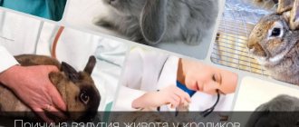 причины вздутия живота