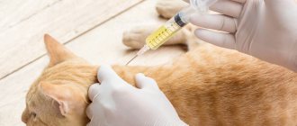 Прививки кошкам и вакцинация кошек
