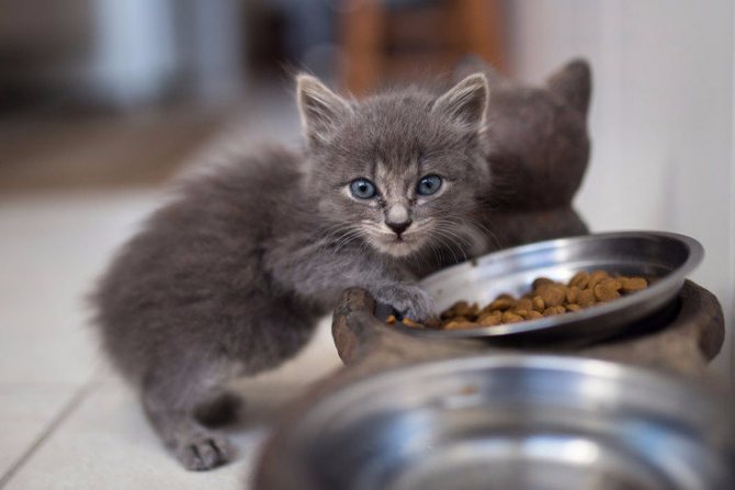 Рацион котенки