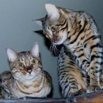 разведение бенгальских кошек