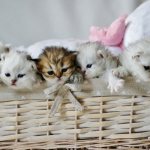 Разведение котят