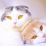 разведение шотландских кошек