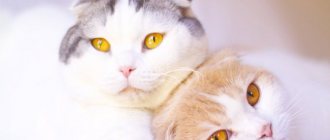 разведение шотландских кошек