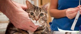 Сахарный диабет у кошек: симптомы, лечение, диета (чем кормить)