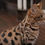 Саванская кошка