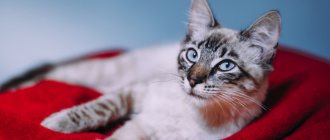 Сердечная недостаточность у кошек