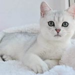 Серебристая-шиншилла-кошка-Описание-особенности-уход-и-содержание-породы-1