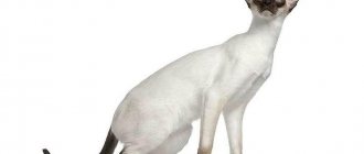 Сиамская кошка: описание породы и характера, правила ухода, содержания, воспитания и кормления