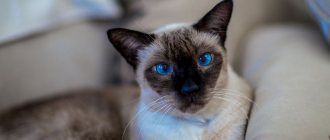 Сиамский кот.jpg