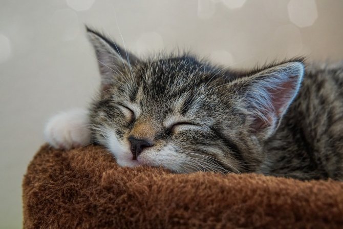 силикагелевый наполнитель Cat Step