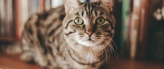 силикагелевый наполнитель для кошачьего туалета