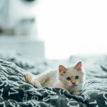 Симптомы гипертиреоза у кошек