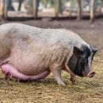 Сколько ходит беременная свинья