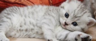 Сколько живут кошки британской породы
