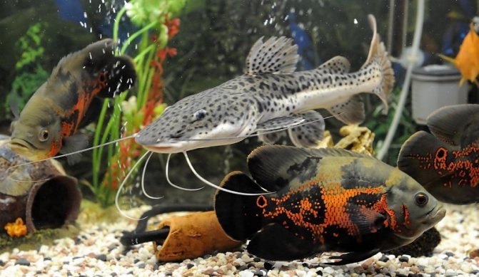 Совместимость