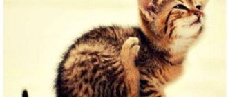Таблетки для кошек от блох и клещей
