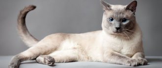 Тайская кошка