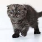 Угольный шотландский котенок
