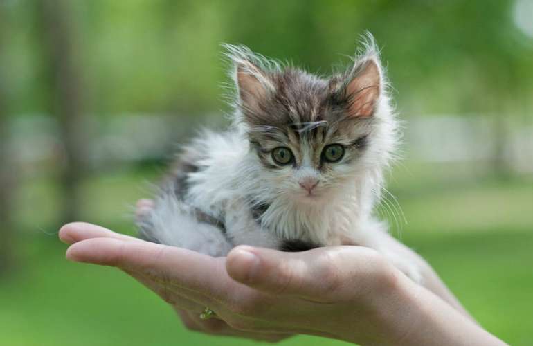 Уход за котёнком без кошки
