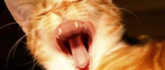 В каком возрасте растут постоянные зубы у кошек?