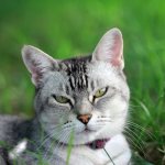 Ветеринарный паспорт для кошки
