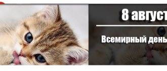 Всемирный день кошек