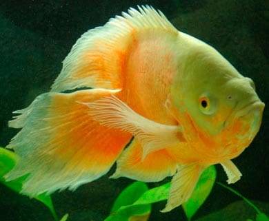 Вуалевый астронотус