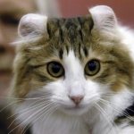 Забавные ушки Керла