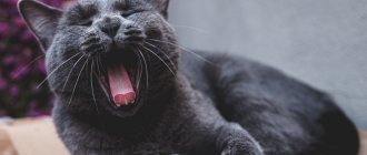 Запах изо рта у кошки